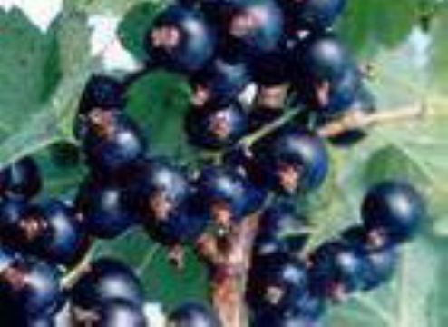 Iqf Black Currant  (Sales6 At Lgberry Dot Com Dot Cn)